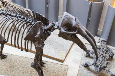Münih, Almanya - 27 Kasım 2018: Sergileyen eski fosiller, flora ve fauna Münih Anthropological Müzesi.