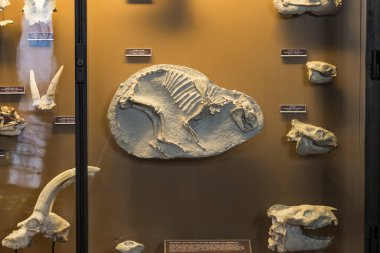 3 Ağustos 2017, Viyana, Avusturya: Doğal Tarih Müzesi, Viyana. 