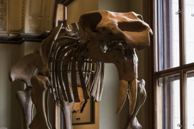 3 Ağustos 2017, Viyana, Avusturya: Doğal Tarih Müzesi, Viyana. 