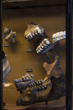 3 Ağustos 2017, Viyana, Avusturya: Doğal Tarih Müzesi, Viyana. 