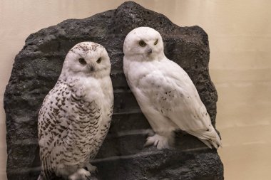 3 Ağustos 2017, Viyana, Avusturya: Doğal Tarih Müzesi, Viyana. 