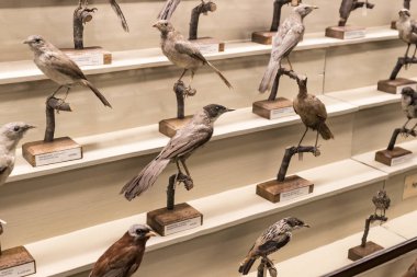 3 Ağustos 2017, Viyana, Avusturya: Doğal Tarih Müzesi, Viyana. 