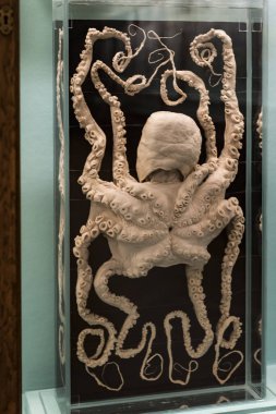 3 Ağustos 2017, Viyana, Avusturya: Doğal Tarih Müzesi, Viyana. 