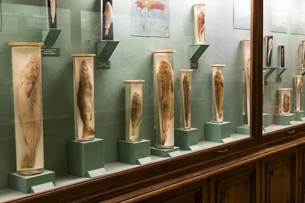 Agosto 2017 Viena Austria Exposiciones Exposiciones Museo Historia Natural Viena — Foto de Stock
