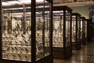 3 Ağustos 2017, Viyana, Avusturya: Doğal Tarih Müzesi, Viyana. 