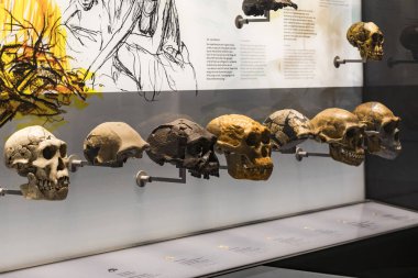 3 Ağustos 2017, Viyana, Avusturya: Doğal Tarih Müzesi, Viyana. 