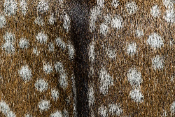 近距离摄制鹿皮毛色绒头 — 图库照片