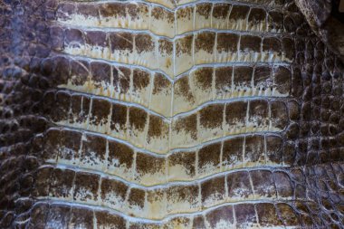 Timsah derisi dokusu. Arkaya yakın çekim..