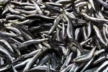 Background of fresh fish shot close-up on a seafood market.