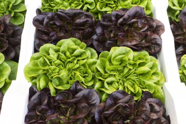 Nakliye kutularında yakın plan çekilmiş yeşil marul yaprakları.