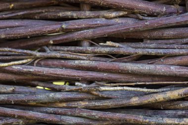 Ağacın bükülmüş dallarının dokusu yakından filme alındı..