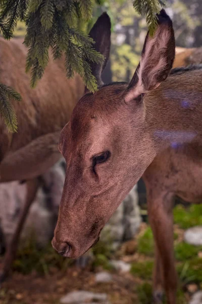 Mnichov Německo Listopadu 2018 Expozice Historie Živočichů Rohů Loveckých Nástrojů — Stock fotografie