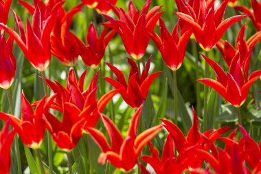 Bahar çiçekleri açan laleler