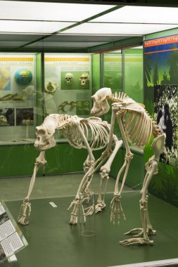 7 HAZİRAN 2018, MİLAN, İTALYA: Milano 'daki Doğal Tarih Müzesi' ne yerleştirilen hayvan dünyasından sergiler. 