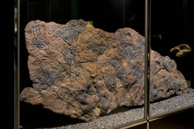 7 HAZİRAN 2018, MİLAN, İTALYA: Milano 'daki Doğal Tarih Müzesi' ne yerleştirilen hayvan dünyasından sergiler. 