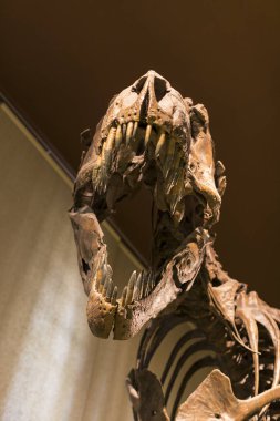 7 HAZİRAN 2018, MİLAN, İTALYA: Milano 'daki Doğal Tarih Müzesi' ne yerleştirilen hayvan dünyasından sergiler. 