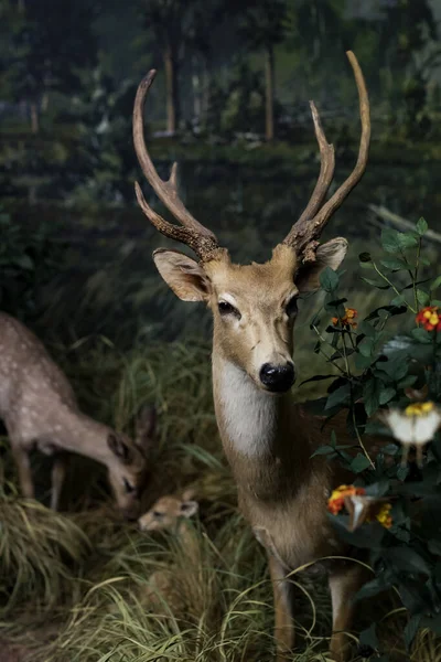 6月7 2018 ミラノ イタリア ミラノの自然史博物館に置かれた動物世界からの展示 — ストック写真