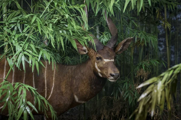 Juni 2018 Milan Italien Utställningar Från Djurvärlden Placerade Naturhistoriska Museet — Stockfoto