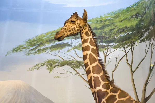 Červen 2018 Milan Itálie Expozice Světa Zvířat Umístěné Muzeu Přírodních — Stock fotografie