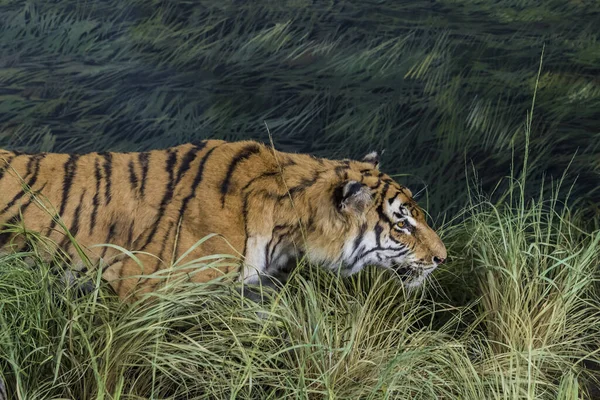 Junio 2018 Milán Italia Exposiciones Del Mundo Animal Colocadas Museo —  Fotos de Stock