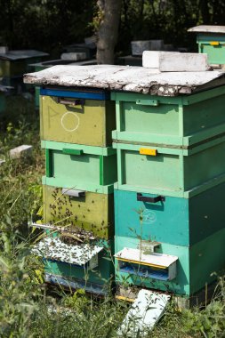 Arı kovanı yaz mevsiminde bir arı kovanında yakından çekilir..