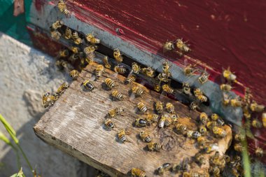 Arı kovanı yaz mevsiminde bir arı kovanında yakından çekilir..