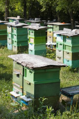 Arı kovanı yaz mevsiminde bir arı kovanında yakından çekilir..