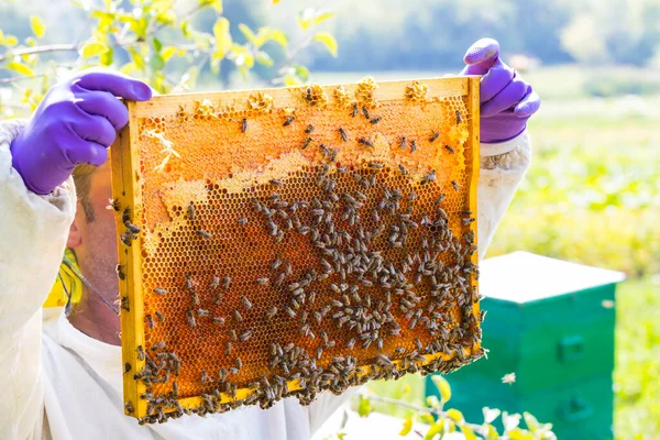 Pszczół Jest Strzelany Bliska Latem Pasiece Wsi — Zdjęcie stockowe