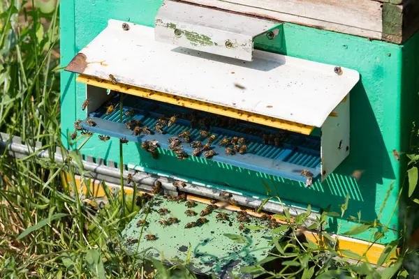 Colmena Abejas Dispara Cerca Verano Colmenar Campo — Foto de Stock