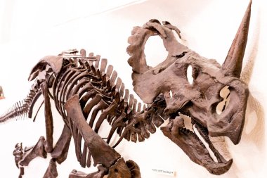 Münih, Almanya - 27 Kasım 2018: Sergileyen eski fosiller, flora ve fauna Münih Anthropological Müzesi.