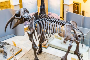 Münih, Almanya - 27 Kasım 2018: Sergileyen eski fosiller, flora ve fauna Münih Anthropological Müzesi.