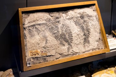 Münih, Almanya - 27 Kasım 2018: Sergileyen eski fosiller, flora ve fauna Münih Anthropological Müzesi.