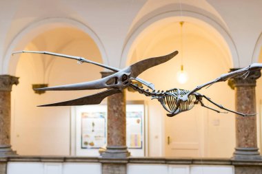 Münih, Almanya - 27 Kasım 2018: Sergileyen eski fosiller, flora ve fauna Münih Anthropological Müzesi.