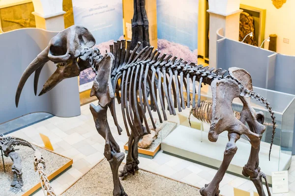 Münih, Almanya - 27 Kasım 2018: Sergileyen eski fosiller, flora ve fauna Münih Anthropological Müzesi.
