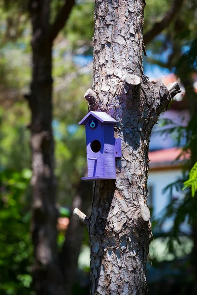Parktaki Bir Ağaç Gövdesindeki Ahşap Kuş Evi — Stok fotoğraf