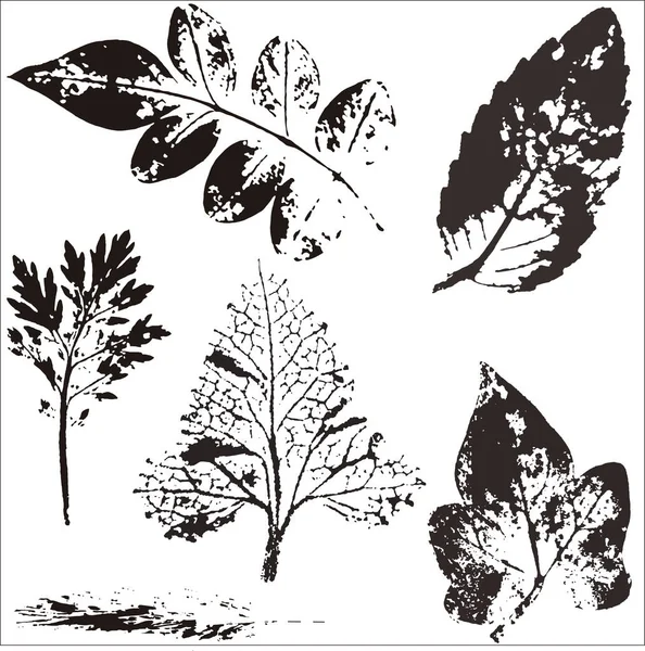 病媒的分枝和叶子。手绘花卉元素。老式植物图解. — 图库矢量图片