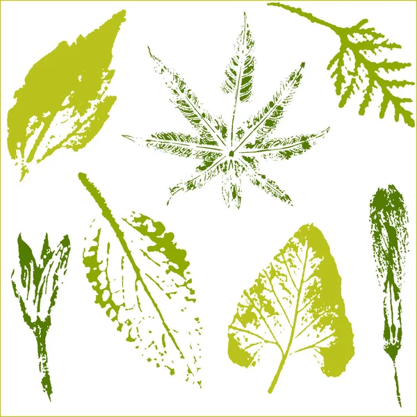 Векторные ветви и листья. Винтажная монохромная ботаническая иллюстрация. Печать из черных листьев на белом фоне. . — стоковый вектор