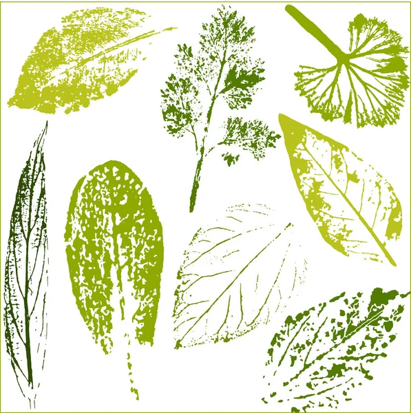向量枝和叶。手工绘制的花元素。老式单色植物学插图。白色背景上的黑色叶子的印章。生态和生物标志元素. — 图库矢量图片