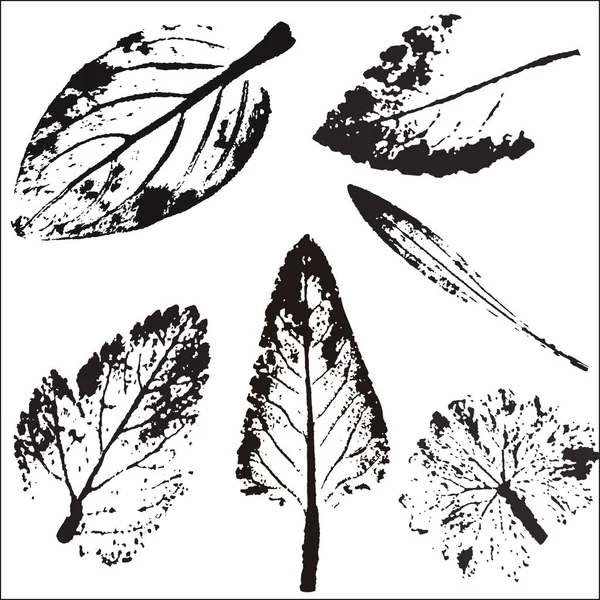 向量枝和叶。手工绘制的花元素。古董植物学插画. — 图库矢量图片