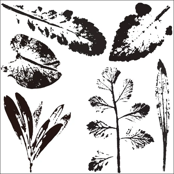 Vektor ágak és levelek. Kézzel rajzolt virág. Vintage monokróm botanikai illusztráció. Fehér alapon fekete levelek pecsétje. Eco és a bio-logók elemei. — Stock Vector