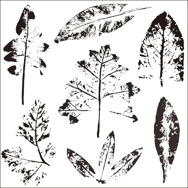 Vector ramas y hojas. Elementos florales dibujados a mano. Ilustración botánica vintage monocroma.Sello de hojas negras sobre fondo blanco.Elementos para logos ecológicos y bio . — Vector de stock