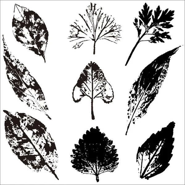 Vector takken en bladeren. Hand getrokken floral elementen. Vintage botanische illustratie. Elementen voor eco en bio logo 's. — Stockvector