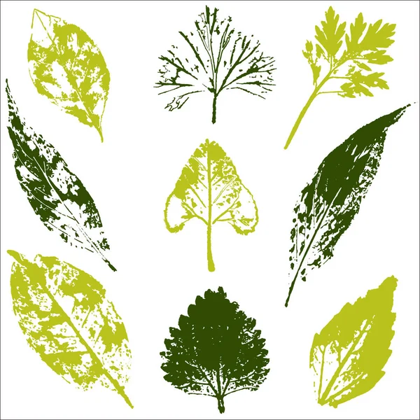 Vektor větví a listí. Ručně kreslenou květinové prvky. Vintage Botanická ilustrace. Prvky pro eko a bio loga. — Stockový vektor