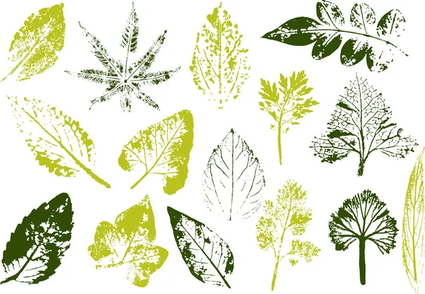 向量枝和叶。手工绘制的花元素。老式植物学插图。生态和生物标志元素. — 图库矢量图片