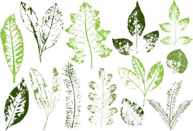 Vektör dalları ve yaprakları. Elle çizilmiş çiçek öğeleri. Vintage botanik illüstrasyon. Eko ve biyografi logolar için öğeleri.