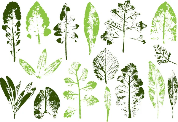 Vector ramas y hojas. Elementos florales dibujados a mano. Ilustración botánica vintage. Elementos para logotipos ecológicos y biológicos . — Archivo Imágenes Vectoriales