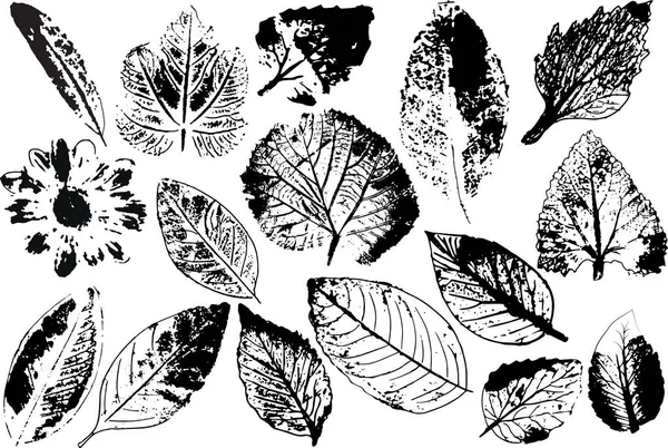 Rami vettoriali e foglie. Elementi floreali disegnati a mano . — Vettoriale Stock