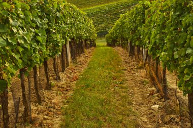 Güneş ışığı ile bağ satırları