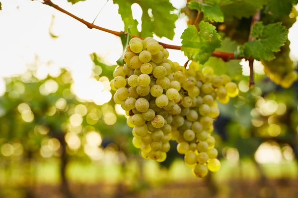 Branch of green wine grapes — Stock Photo, Image