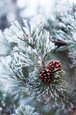Çam kozalakları ve dalları hoarfrost ile kaplı
